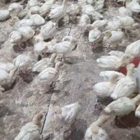 بوقلمون بوربون برنز بیوتی