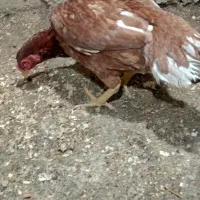 مرغ کرچ لاری دوروزه خوابیده|حیوانات مزرعه|جوانرود, |دیوار