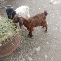 دوتا بزغاله نر|حیوانات مزرعه|گرگان, |دیوار