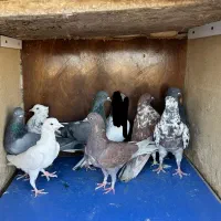 کبوتر پرشی شکار