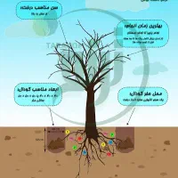 باغبان باغبانی و باغداری اصولی و اقتصادی|خدمات باغبانی و درختکاری|قم, آزادگان|دیوار