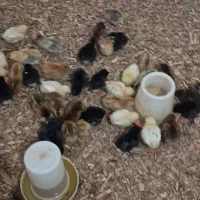 جوجه‌مرغ‌محلی‌کرچ‌شو‌یک‌هفته ای