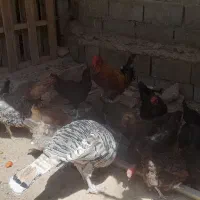 فروش مرغ و خروس و بوقلمون