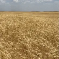 چهل هکتار زمین کشاورزی یک قطعه|فروش دفتر صنعتی، کشاورزی، تجاری|شراء, |دیوار