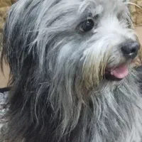 واگذاری توله خیلی فوری