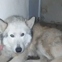 واگذاری هاسکی