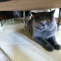 سرپرستی اسکاتیش،بریتیش ماده