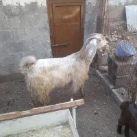 فروش بز دوبر دوقلوزا جنس خوب