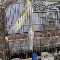 یک جفت عروس هلندی