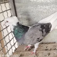 کبوتر فروشی