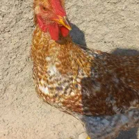 خروس ۷ ماهه