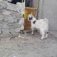 کعره نر|حیوانات مزرعه|زابل, |دیوار