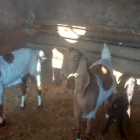 ۲ عدد بزغاله ماده پاکستانی و ۱عدد نر