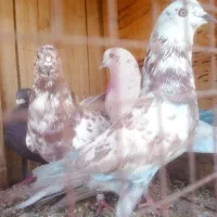 کفتر کبوتر|پرنده|قم, کوه سفید|دیوار