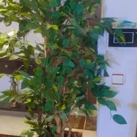 درختچه خیلی زیبا و‌شکیل