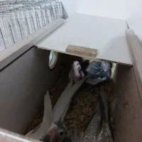 عروس هلندی جفتی همراه با قفس وجوجه|پرنده|الوند, |دیوار