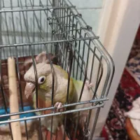 سلام یک جفت طوطی گرینجیک سالم ودستی برای فروش