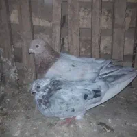 کبوتر نوک جم برای فروشی