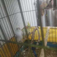 طوطی دوکت سفید