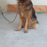 ژرمن قابل معاوضه|سگ|تنکابن, |دیوار