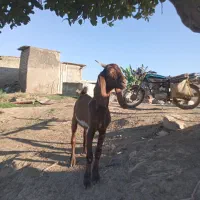 بز غاله صحیح سالم