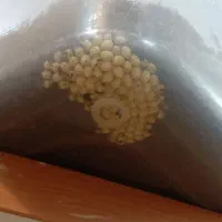 حلزون های آچاچینا|خزنده|تهران, فردوسی|دیوار