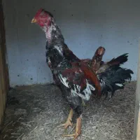 ۲ تا مرغ و ۱خروس لاری ۱۱ ماهه