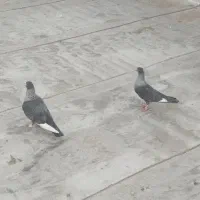 نقره ای  طوقی هفت‌رنگ سرخ فری  ساده هفت‌رنگ|پرنده|سبزوار, امیر کبیر|دیوار