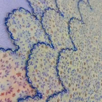 دوخت چادر و دالبری|لباس|بندرعباس, |دیوار