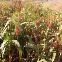 جارو|لوازم نظافت|ویسیان, |دیوار