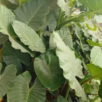 گل بابا آدم