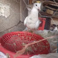 طوقی|پرنده|شوشتر, |دیوار