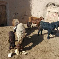 میش بره دار|حیوانات مزرعه|نیشابور, مازول|دیوار