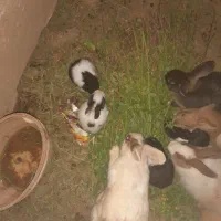 خرگوش