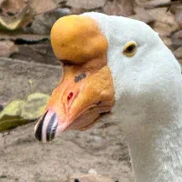 جفت قوغاز اوکراینی اصیل|حیوانات مزرعه|کومله, |دیوار