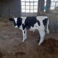 گوساله نر|حیوانات مزرعه|سیوان, |دیوار