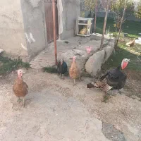 بوقلمون طبیعی|حیوانات مزرعه|اردبیل, |دیوار