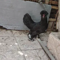 مرغ سلطان|حیوانات مزرعه|بومهن, |دیوار