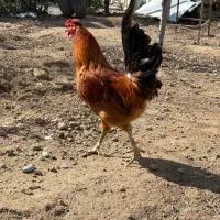 مرغ و خروس گلین لری