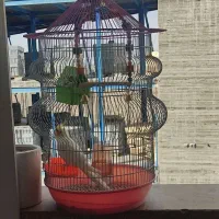 عروس هلندی گمشده در اقدسیه68