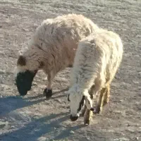 میش جوان چاق