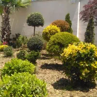 فروش و انواع گل و گیاه
