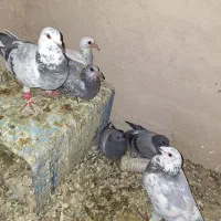 کبوترپلاکی
