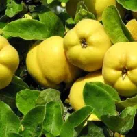 نهالستان صنوبر اصلاح شده گردو و بادام|خدمات باغبانی و درختکاری|کاشان, فاز ۱ ناجی آباد|دیوار