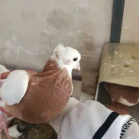 با سلام کبوتر طوقی بی عیب جوون نر مست