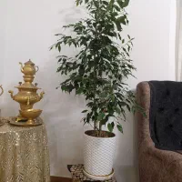 بنجامین پر پشت سرحال