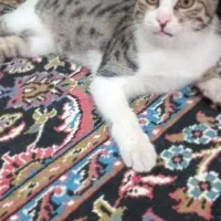 واگذاری گربه خانگی