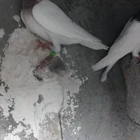 کبوتر|پرنده|چغادک, |دیوار