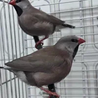 جفت فنچ کراواتی|پرنده|رشت, ساغری سازان|دیوار