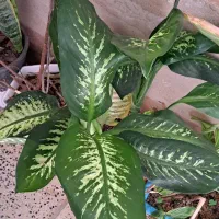 ح ر ا ج گیاهان آپارتمانی